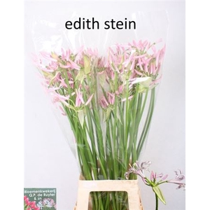 Nerine Bo Roze
