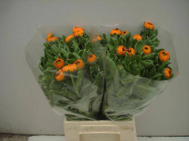 <h4>CALEND GREEN SPOT OR</h4>