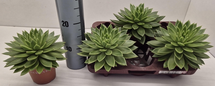 <h4>ECHEV MIRANDA</h4>