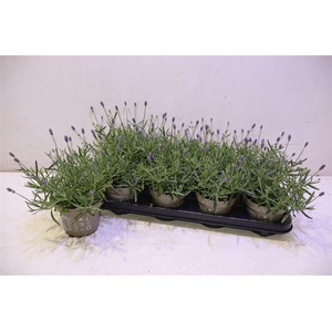 Lavan An Essence Pur