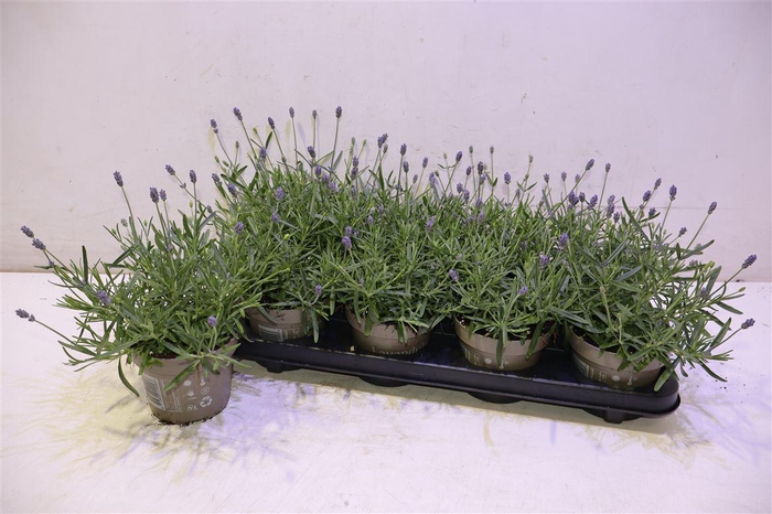 <h4>arr8 Lavan An Essence Pur</h4>