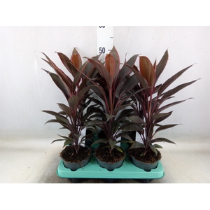 Cordyline fruti. 'Tango'