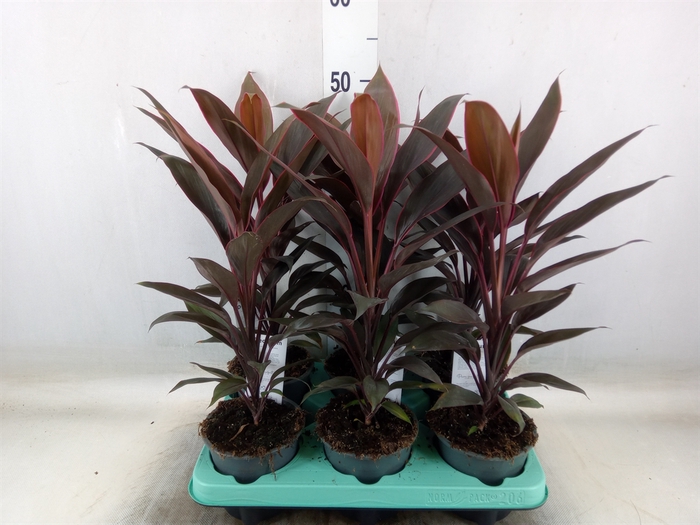 <h4>Cordyline fruti. 'Tango'</h4>