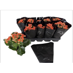 .Kalanchoe blossfeldiana gevuld perfecta orange