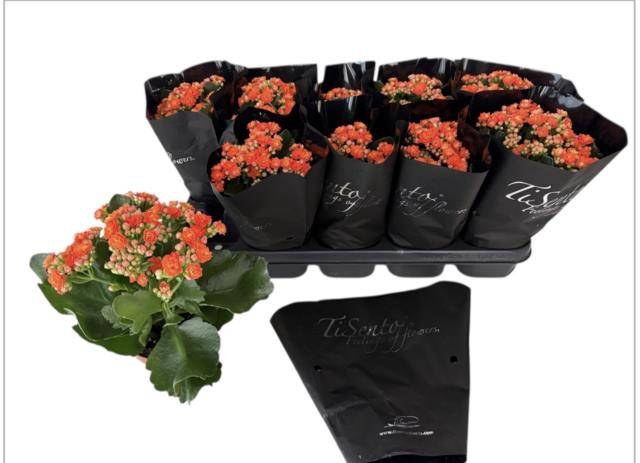 <h4>.Kalanchoe blossfeldiana gevuld perfecta orange</h4>