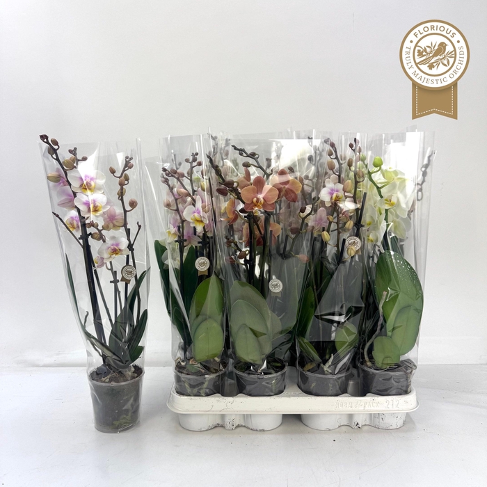 PHAL GEM
