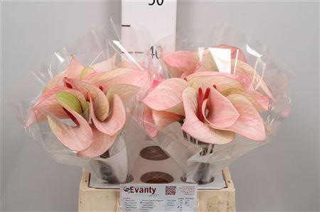 <h4>Anth A Summer Love 40 L35</h4>