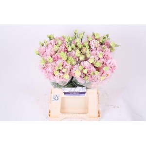 LIS G ALISSA PINK HANOI PINK