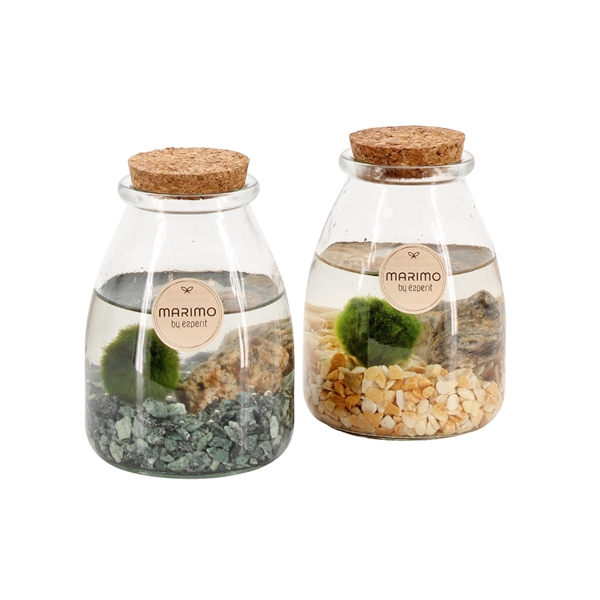 <h4>90532: Marimo arrangement</h4>