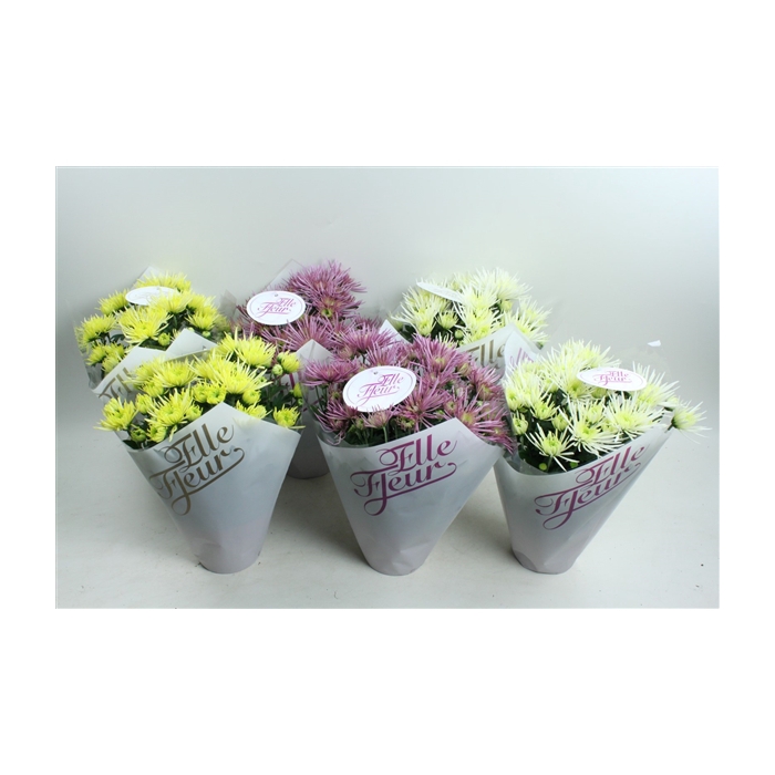 <h4>Elle Fleur Spidermix</h4>