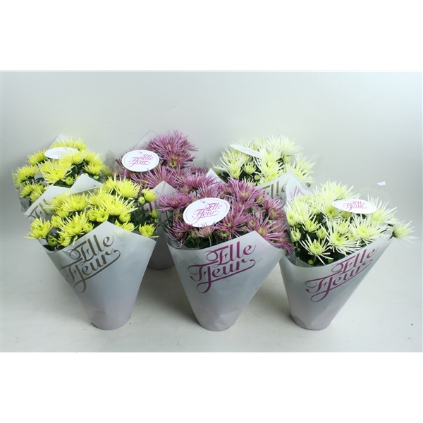 Elle Fleur Spidermix