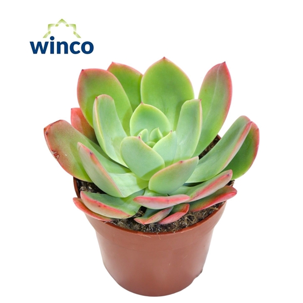 <h4>Echeveria Luella</h4>