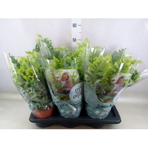 Phlebodium aureum 'Davana'