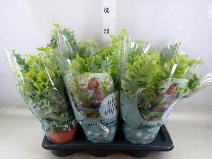 <h4>Phlebodium aureum 'Davana'</h4>