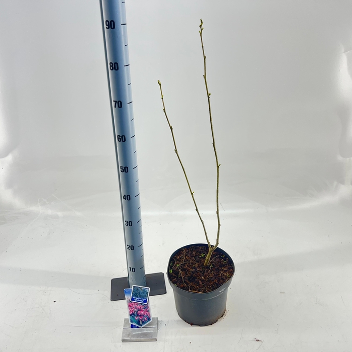 <h4>Albizia julibrissin Ombrella® ('Boubri'PBR)</h4>