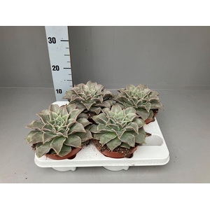 Echeveria ...