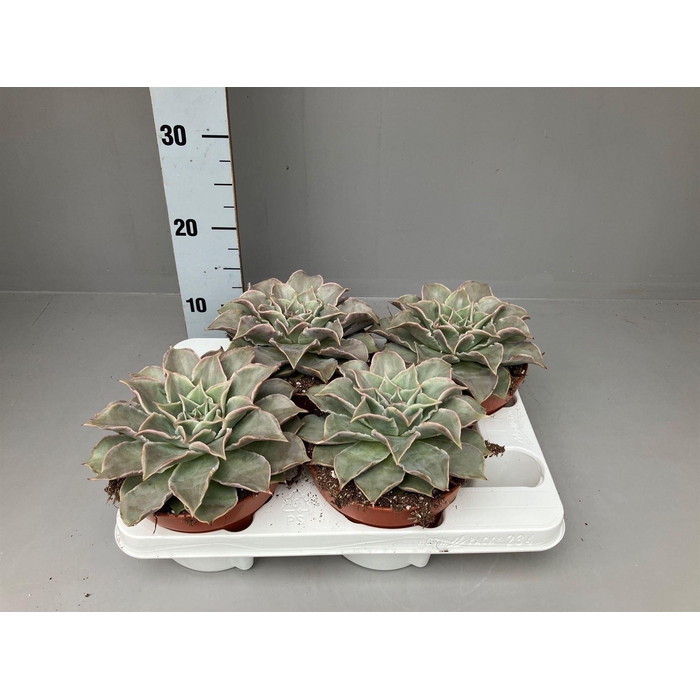<h4>Echeveria   ...</h4>