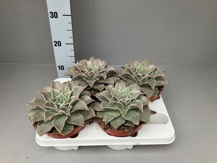 <h4>Echeveria   ...</h4>
