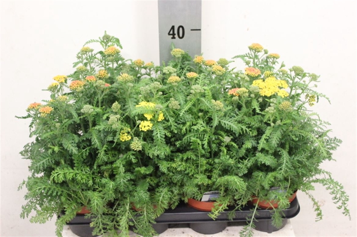 <h4>Achillea millefolium</h4>