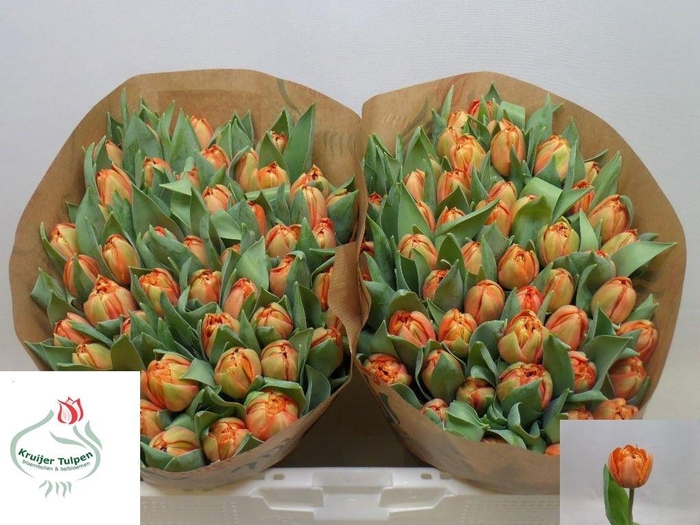 <h4>TU DU LORENZO</h4>