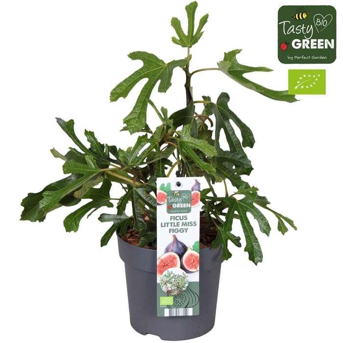 <h4>Ficus carica</h4>