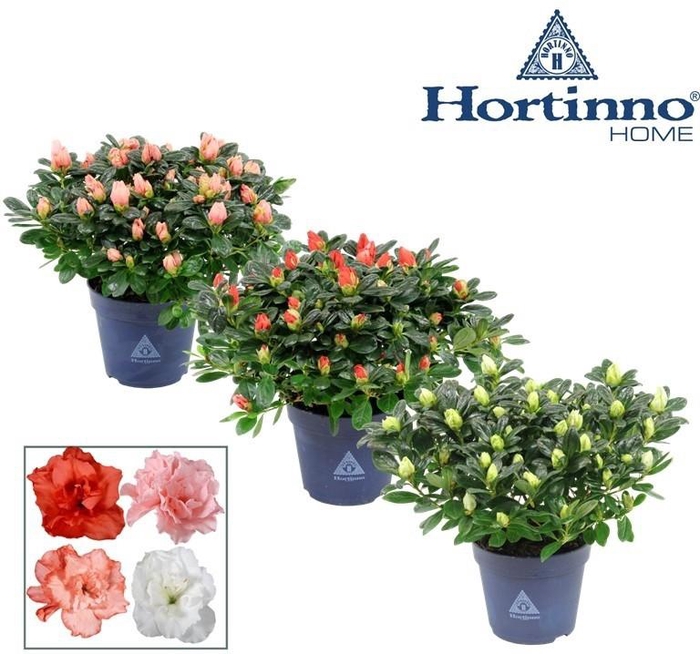 <h4>Hortinno® Home 'gemengd' 25 - 27 cm</h4>