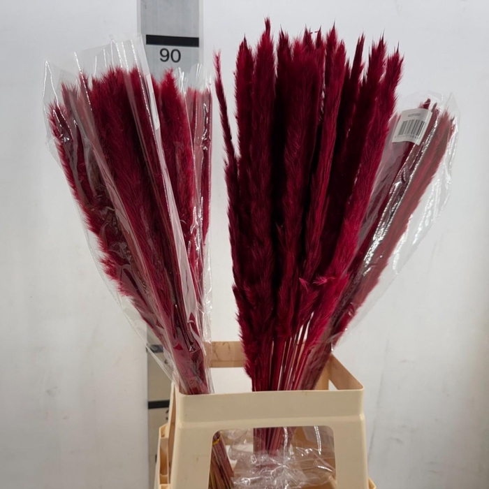 <h4>DECORATIEVE MATERIALEN RED</h4>