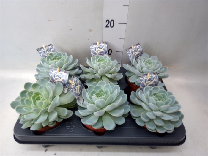 <h4>Echeveria   ...</h4>