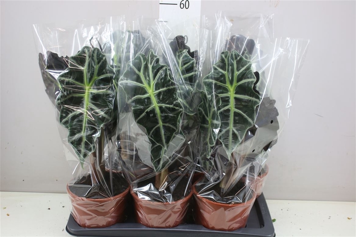 <h4>Alocasia Polly</h4>