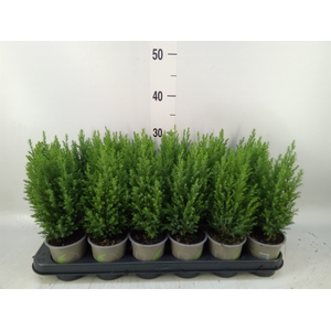 Chamaecyparis laws. 'Ellwoodii'