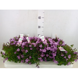 Campanula  'Ambella Pink'