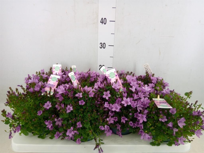 <h4>Campanula  'Ambella Pink'</h4>