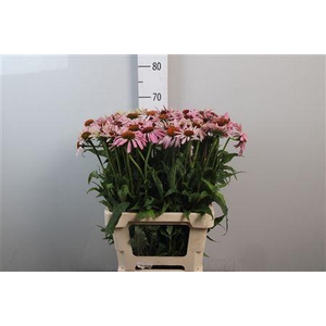 Echi Purpurea