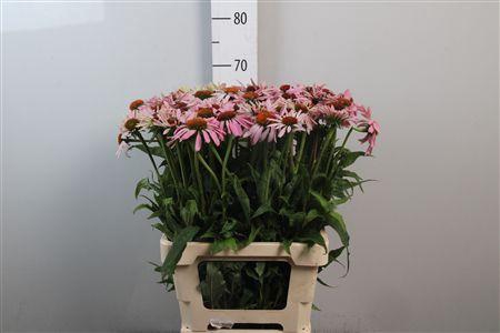 <h4>Echi Purpurea</h4>