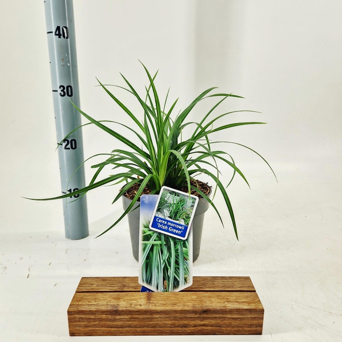 <h4>Carex morrowii 'Irish Green'</h4>