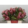 Protea Pink Ice