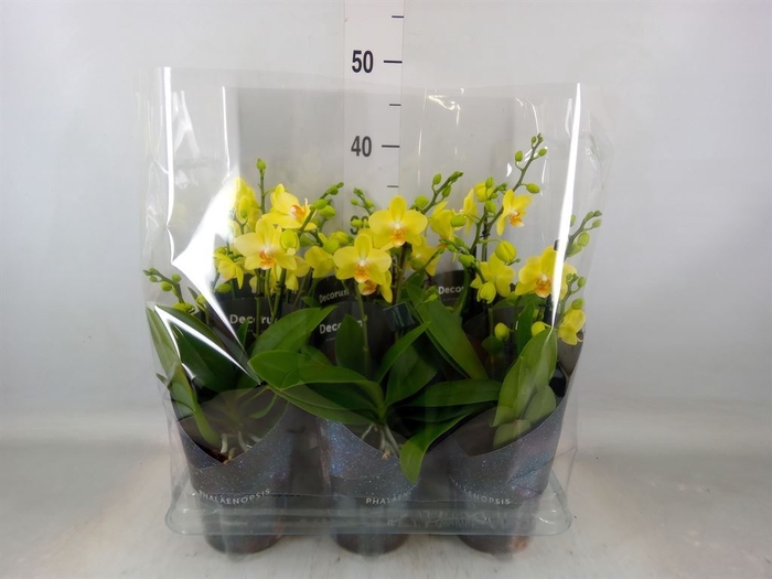 <h4>Phalaenopsis multi. 'Ant Albenga'</h4>