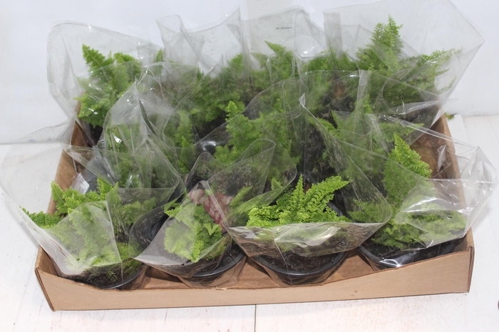 <h4>SAMAMBAIA HAVAIANA MINI C13</h4>