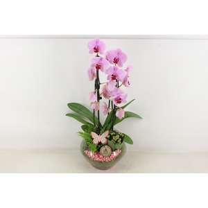 arr2 PL - Glas Olay phal roze