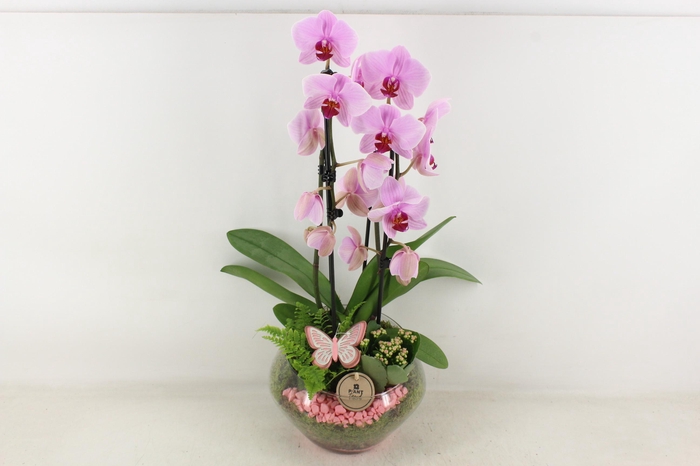 <h4>arr2 PL - Glas Olay phal roze</h4>