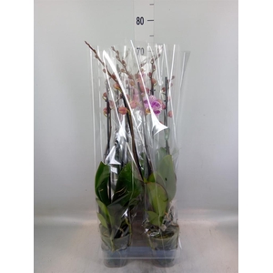 Phalaenopsis   ...rose