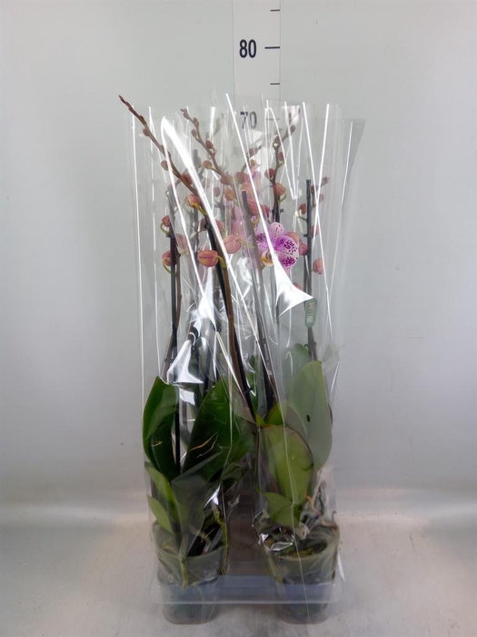 <h4>Phalaenopsis   ...rose</h4>