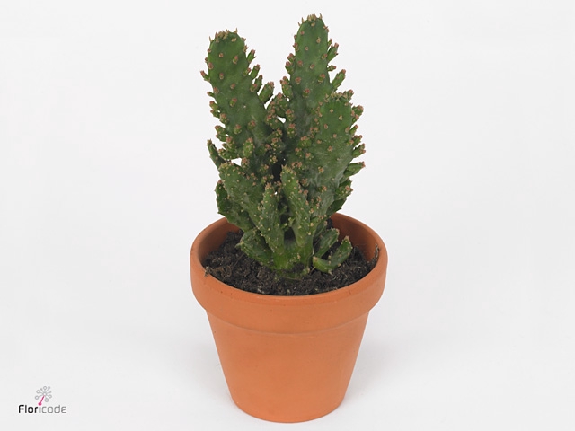 Opuntia tuna (juveniel)