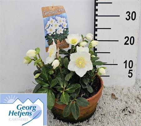 Hell Ni Hgc Jasper In Terra Cotta