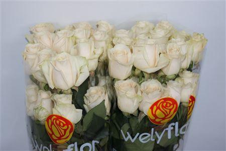 <h4>R GR VENDELA</h4>