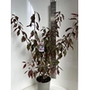 Prunus bladverliezend cerasifera