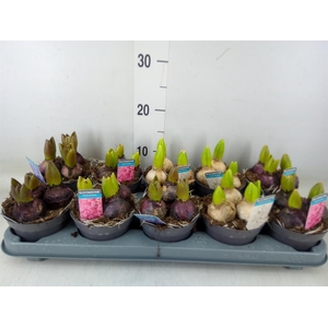 Hyacinthus orie.   ...mix 3