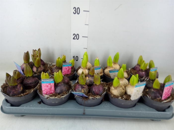 <h4>Hyacinthus orie.   ...mix 3</h4>