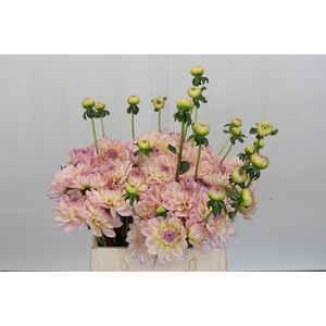 Dahlia Dianas Memory