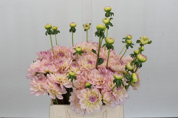 <h4>Dahlia Dianas Memory</h4>